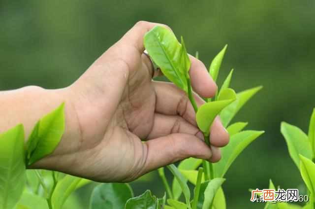 隔夜茶的作用？隔夜茶不能喝，会致癌？隔夜茶有哪些益处