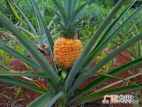 凤梨与菠萝的区别?菠萝和凤梨是不是同一种水果?