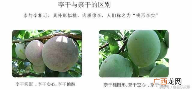 新鲜李子怎么做成李子干？会昌特产农家自制李子干