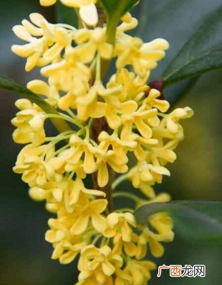 桂花怎么保存？桂花怎么晒干保留香气