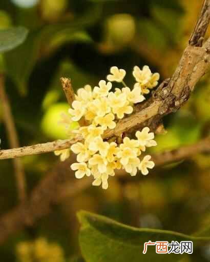 桂花怎么保存？桂花怎么晒干保留香气