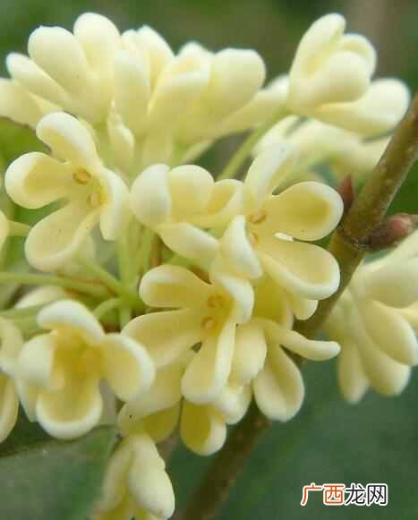 桂花怎么保存？桂花怎么晒干保留香气
