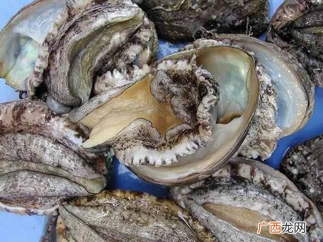人们吃鲍鱼主要是吃它的什么部位??吃鲍鱼有啥什么要注意?哪里不能