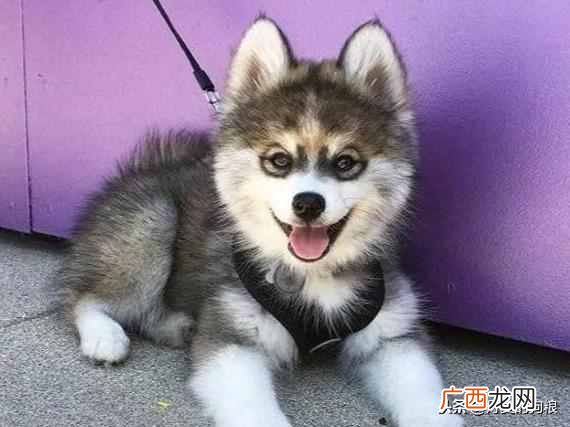 好听的狗名字？狗狗起什么名字好听