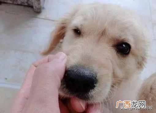好听的狗名字？狗狗起什么名字好听