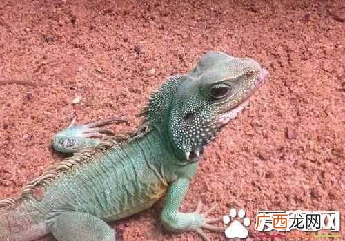 什么是冷血动物？蜥蜴是冷血动物