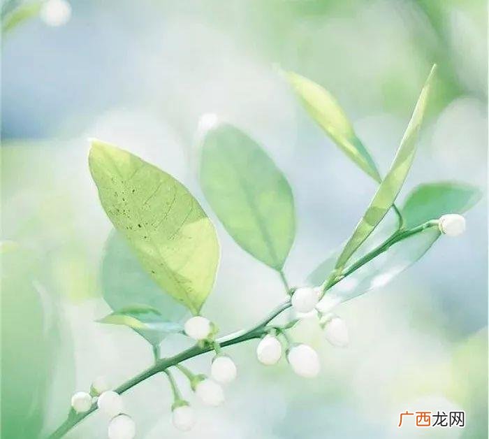 精选每天的心情语录 晒儿子照片心情短语