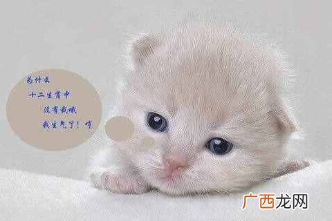 猫为什么要吃老鼠
