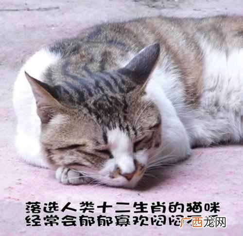 猫为什么要吃老鼠