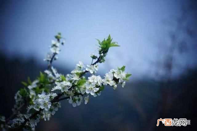 梨花是什么季节开的？二月十七 · 梨花带雨
