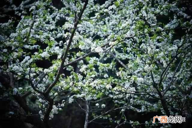 梨花是什么季节开的？二月十七 · 梨花带雨