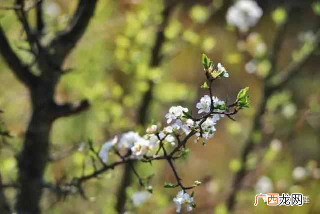 梨花是什么季节开的？二月十七 · 梨花带雨