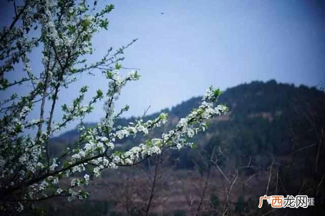 梨花是什么季节开的？二月十七 · 梨花带雨