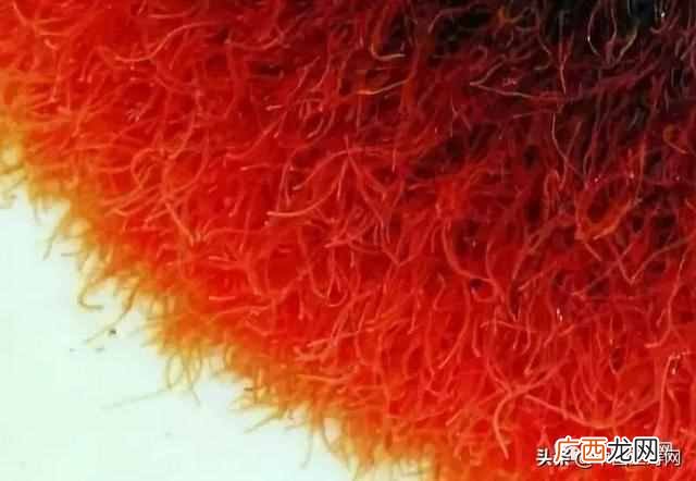 金鱼吃什么？金鱼的食物与饵料