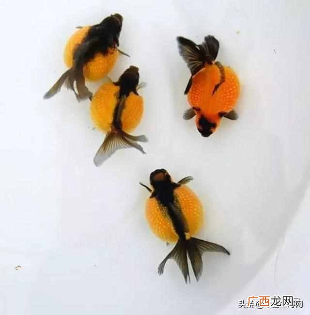 金鱼吃什么？金鱼的食物与饵料