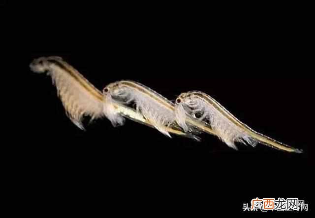 金鱼吃什么？金鱼的食物与饵料
