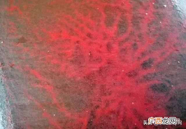 金鱼吃什么？金鱼的食物与饵料