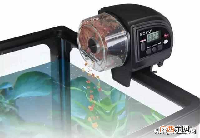 金鱼吃什么？金鱼的食物与饵料
