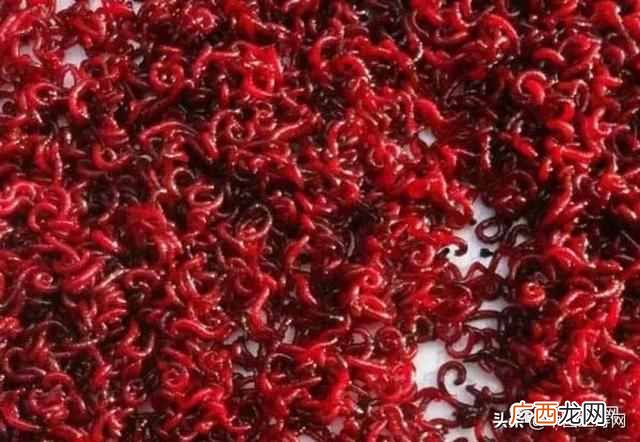 金鱼吃什么？金鱼的食物与饵料