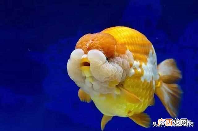 金鱼吃什么？金鱼的食物与饵料