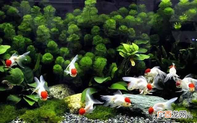 金鱼吃什么？金鱼的食物与饵料