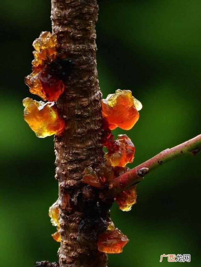 桃胶功效?桃胶的药用价值