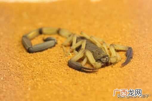 被蝎子蛰了怎么办？被蝎子蛰最有效的办法是什么？