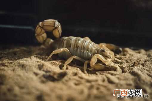 被蝎子蛰了怎么办？被蝎子蛰最有效的办法是什么？