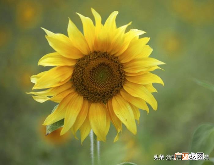 以后愿你我各自安好 愿各自安好不再打扰