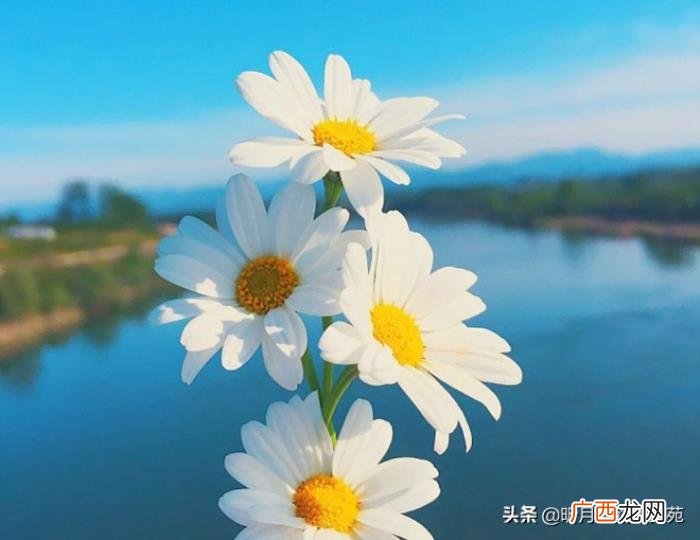 以后愿你我各自安好 愿各自安好不再打扰