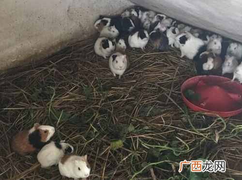 农村什么赚钱？农村五个吃香的行业，比打工赚钱多