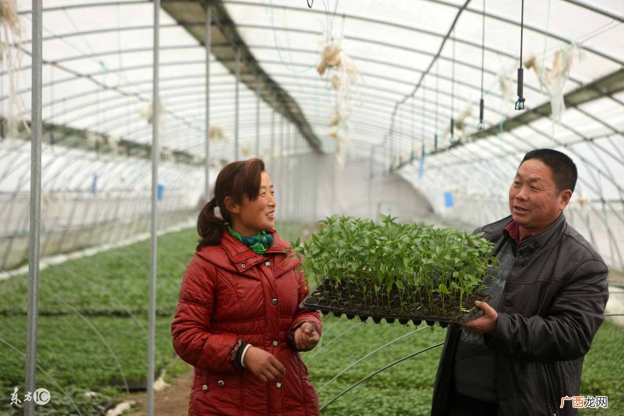 农村种植什么最赚钱？在农村，种什么最赚钱