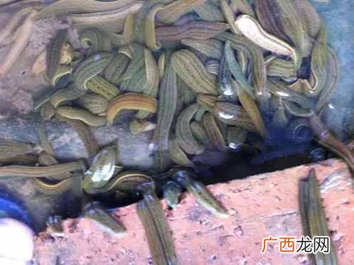 最赚钱的养殖业？2019年最赚钱的50种养殖品种