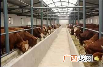 养殖业什么最赚钱？农村创业项目推荐