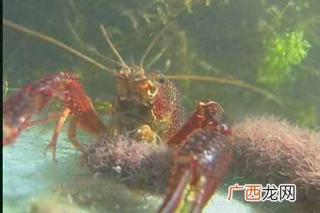 养殖业什么最赚钱？农村创业项目推荐