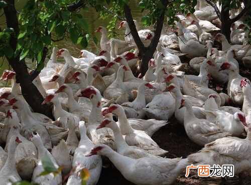 养殖业什么最赚钱？农村创业项目推荐