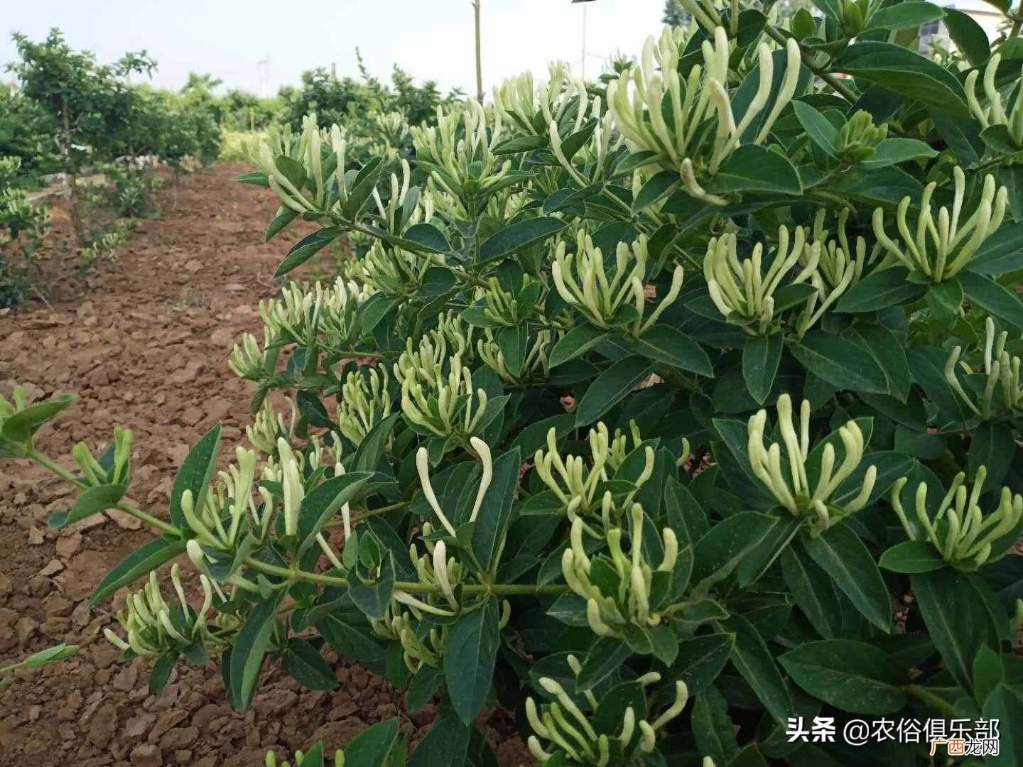 种植种什么赚钱？种啥最赚钱？