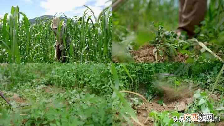 种植种什么赚钱？种啥最赚钱？