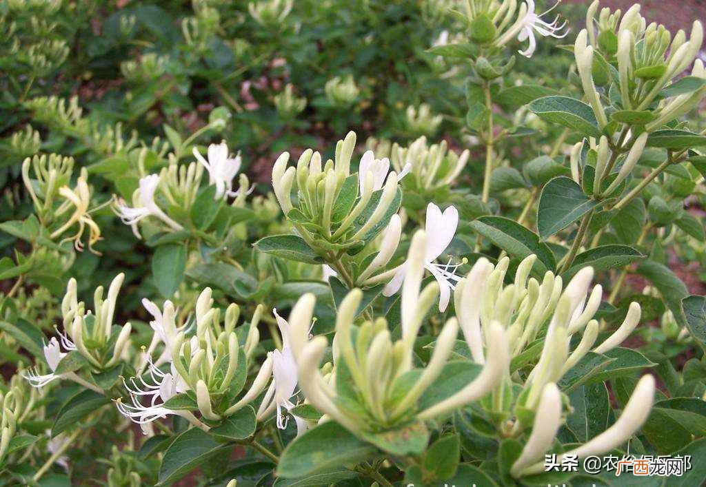 种植种什么赚钱？种啥最赚钱？