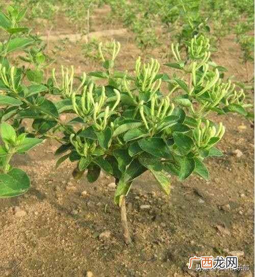 种植种什么赚钱？种啥最赚钱？