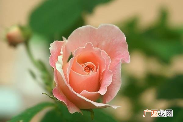 白羊座婚后容易出轨吗，婚后容易出轨的4个星座