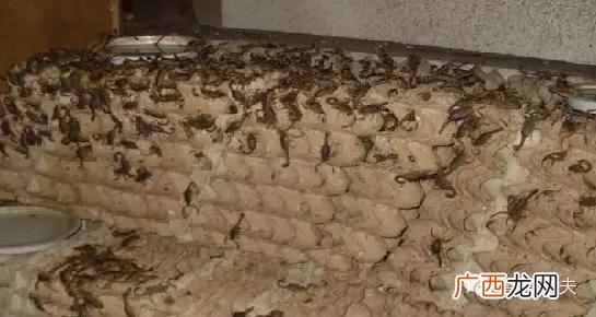 养蝎子赚钱吗？为何别人年赚百万你却还赔钱？
