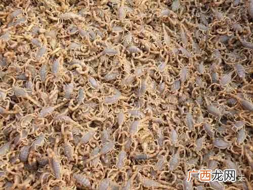 养蝎子赚钱吗？为何别人年赚百万你却还赔钱？