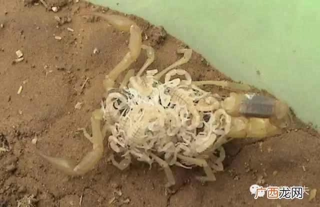 养蝎子赚钱吗？为何别人年赚百万你却还赔钱？
