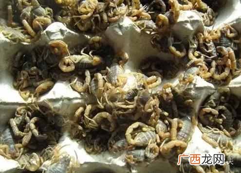 养蝎子赚钱吗？为何别人年赚百万你却还赔钱？