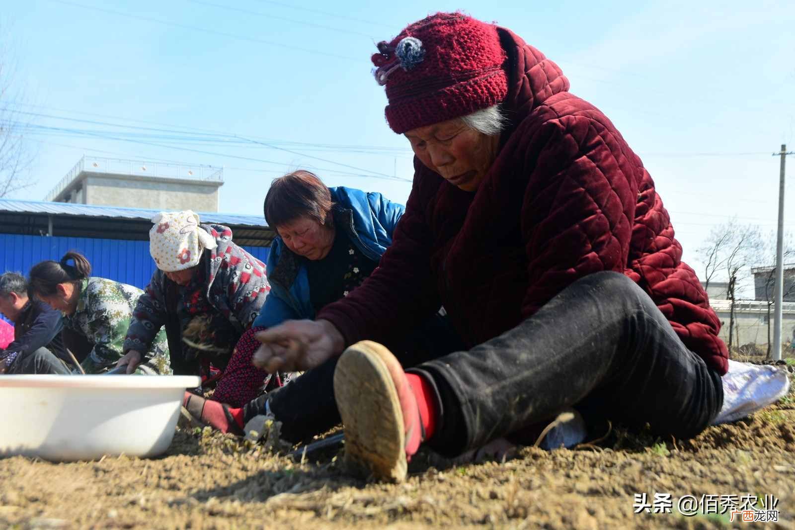 种药材赚钱吗？农村人种植中药材