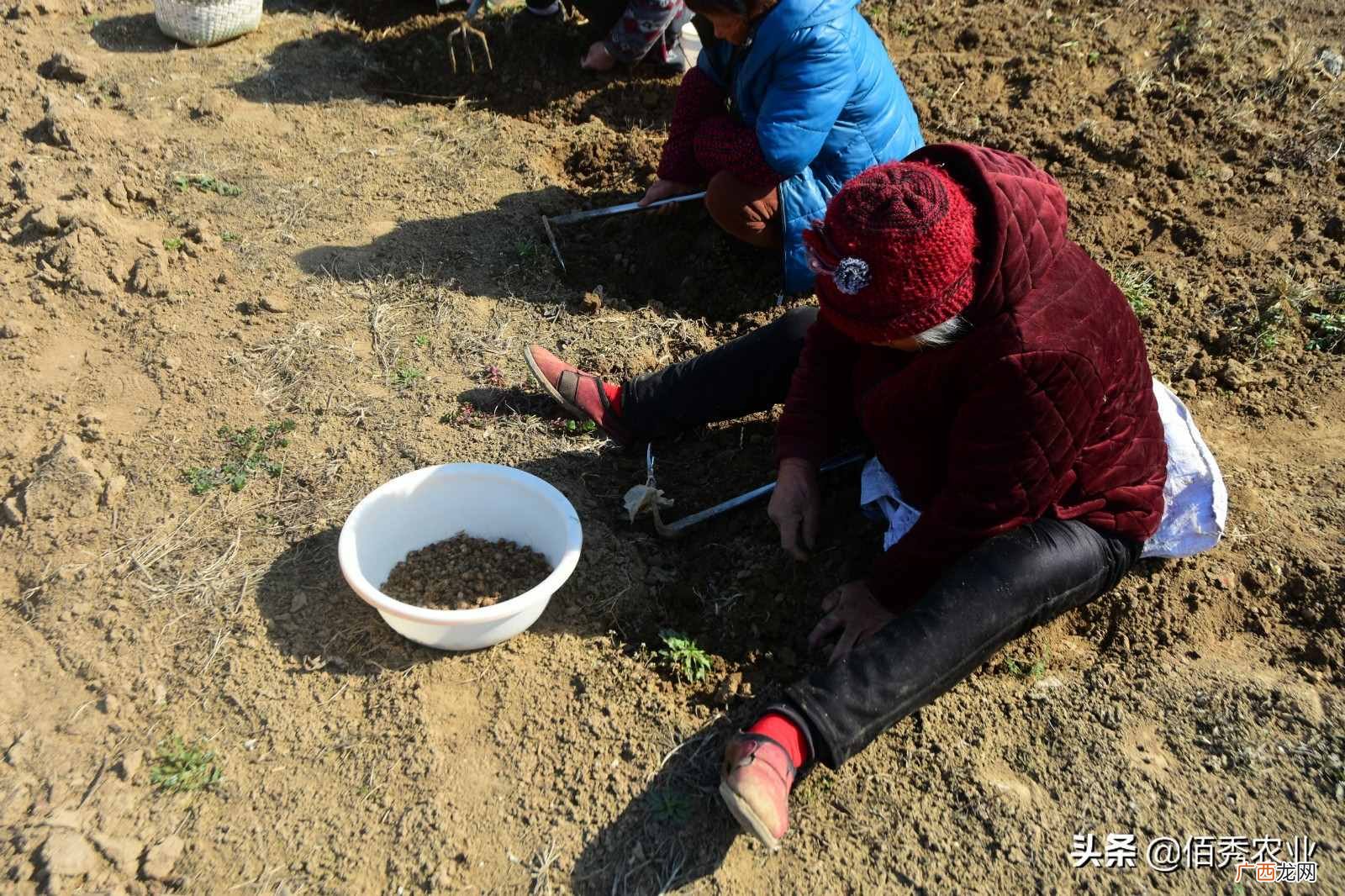 种药材赚钱吗？农村人种植中药材