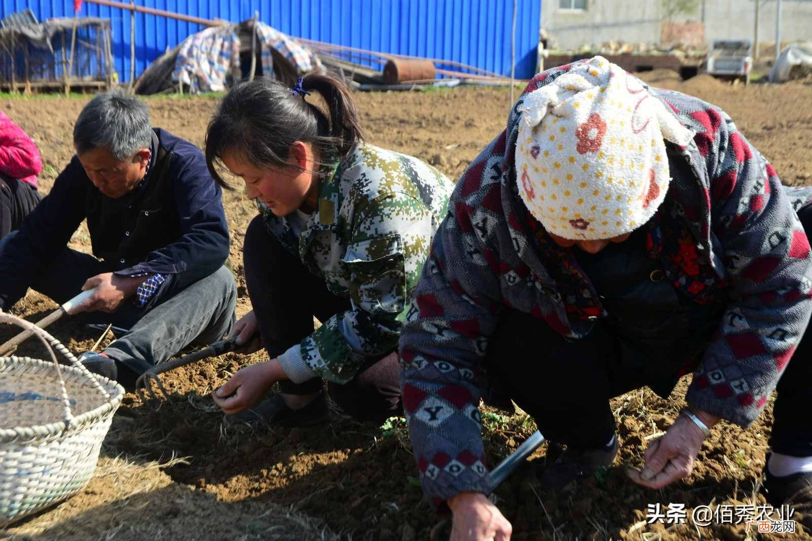 种药材赚钱吗？农村人种植中药材