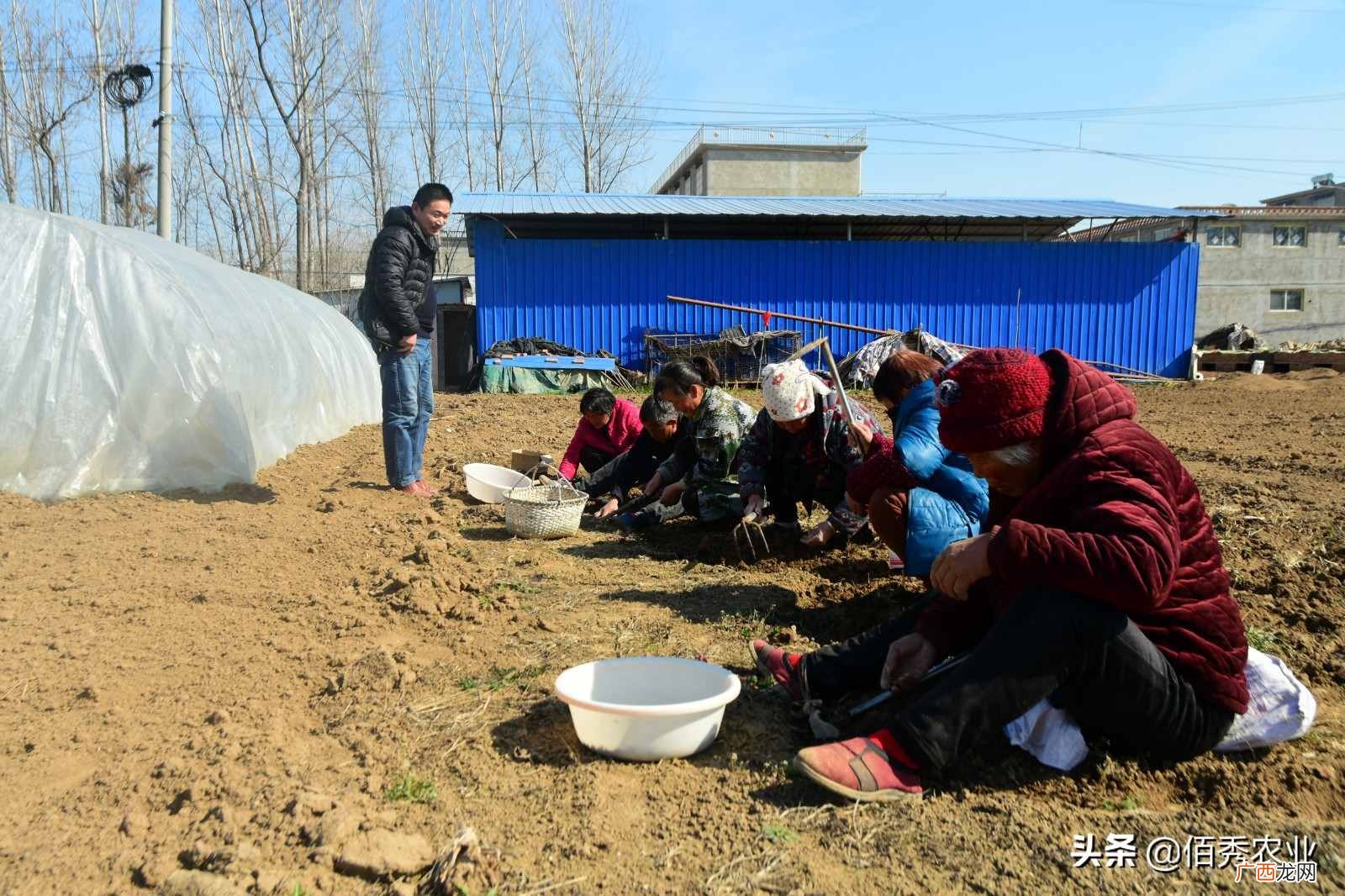 种药材赚钱吗？农村人种植中药材