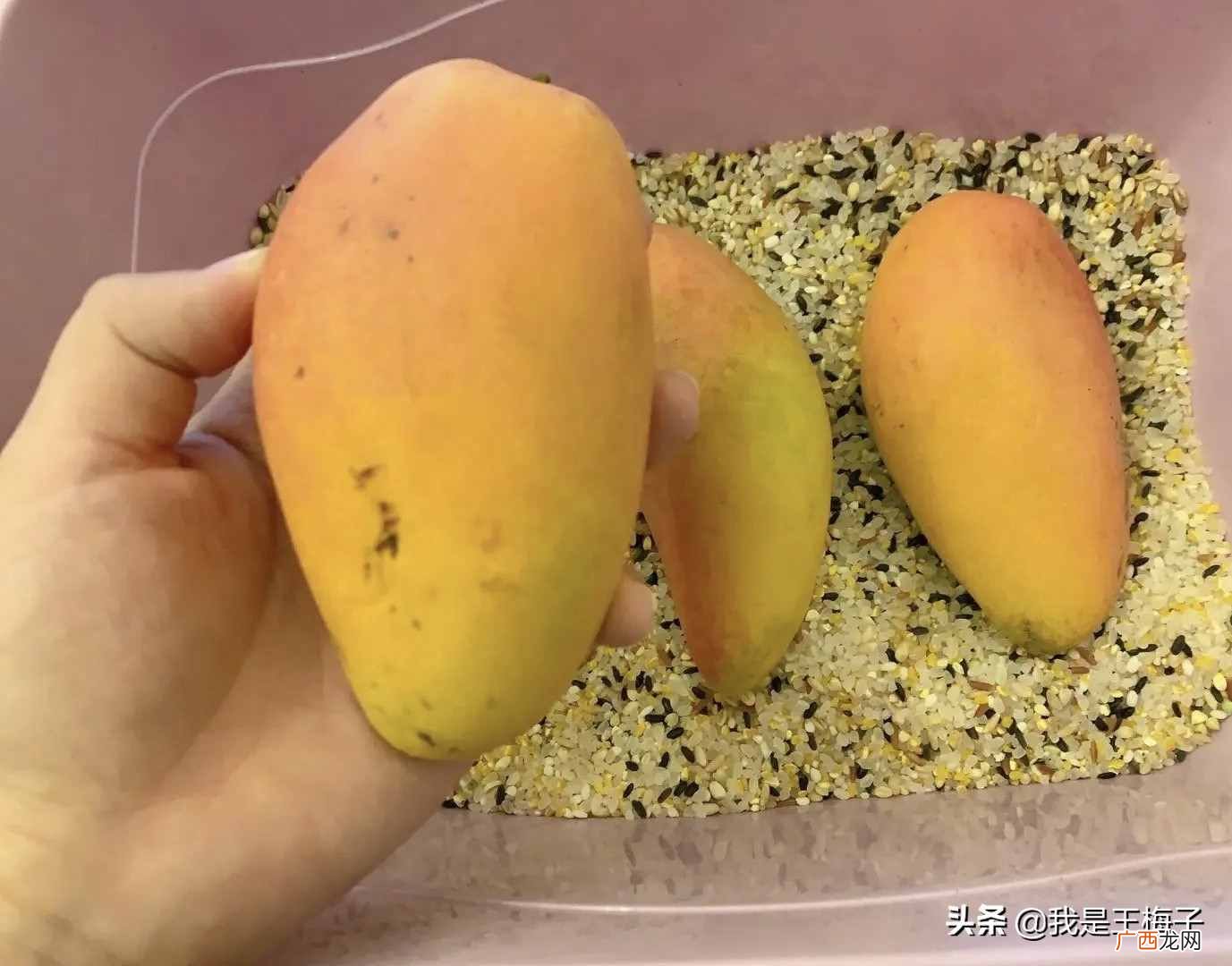 芒果怎么催熟?又到吃芒果季,快速催熟